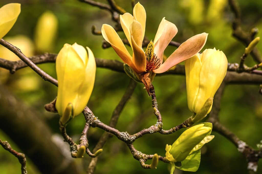 Magnolia 'Yellow Latern'