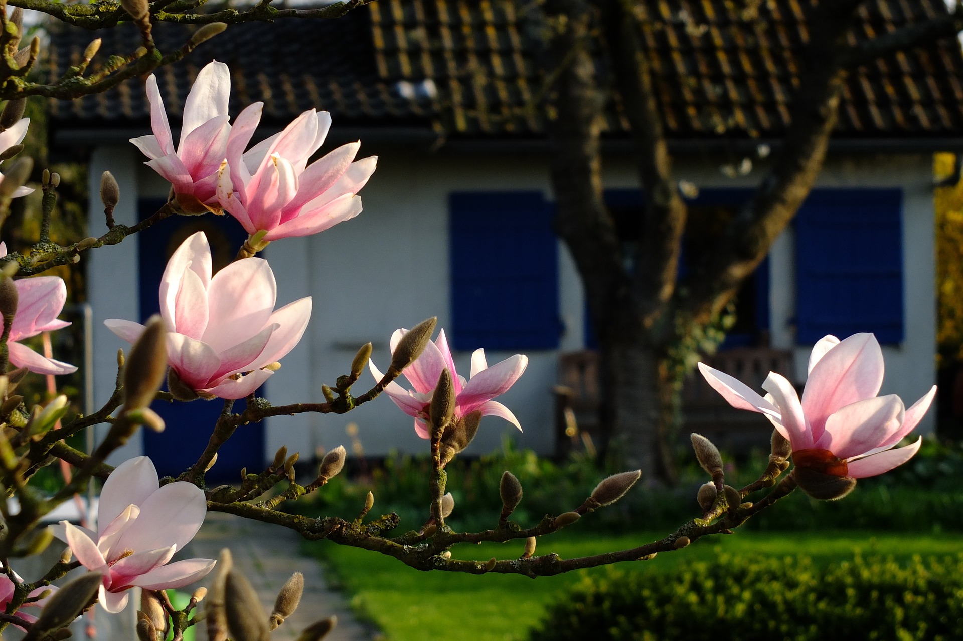 magnolie kwiaty